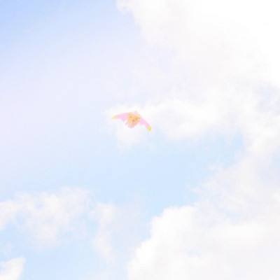 凤凰心计qq登录版本下载